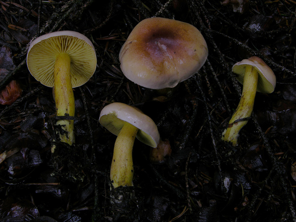 Tricholoma bufonium (Pers.) Gillet,